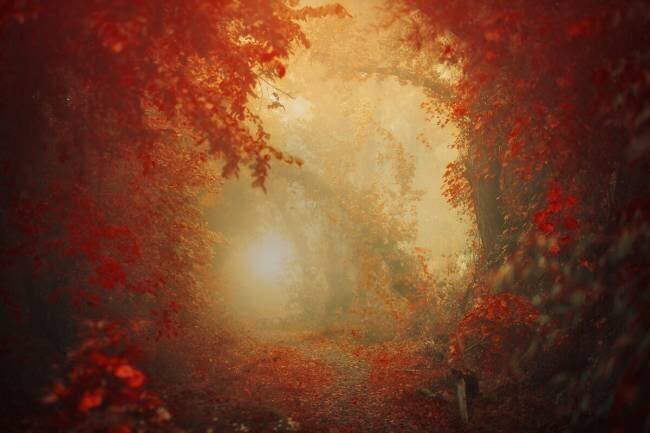 Personal Journey Ildiko Neer