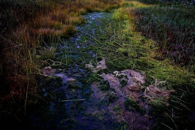 Photographie de la série "Les marais" Natasha Gudermane