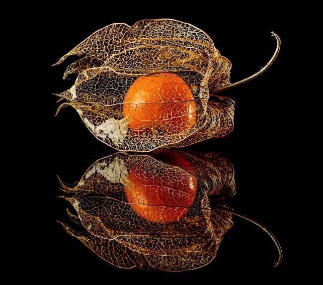 Physalis Klaus Grosshanten