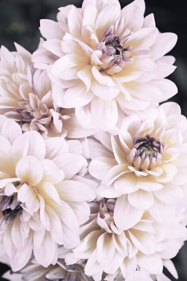 Pinkish Flowers 1x Studio III