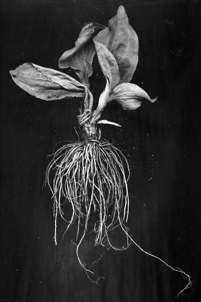 Plantain de près, image en noir et blanc Brig Barkow