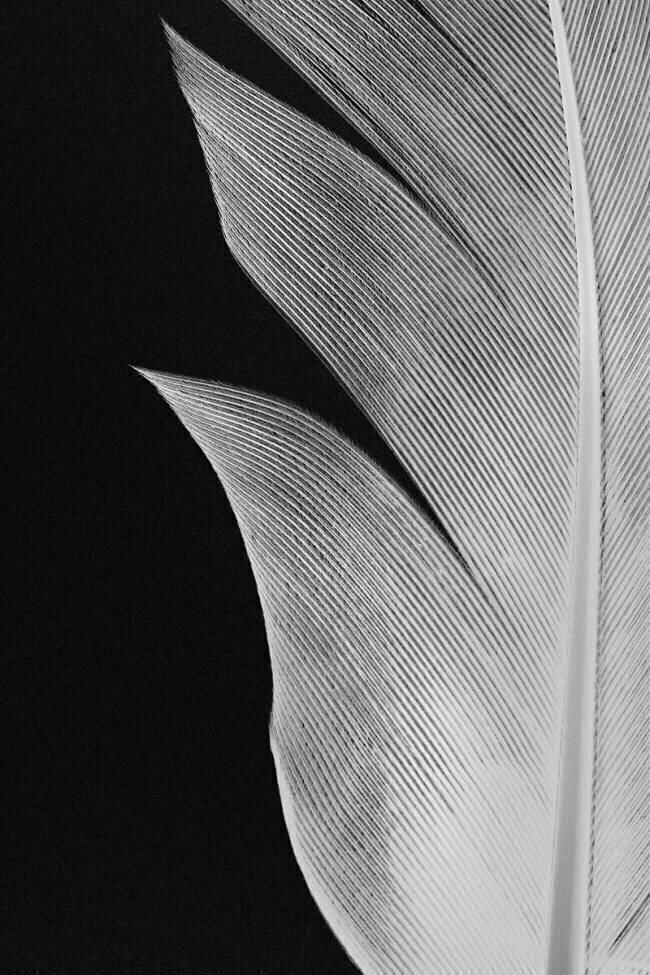 Plume 1x Studio III