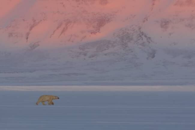 Polar Bear Roberto Marchegiani