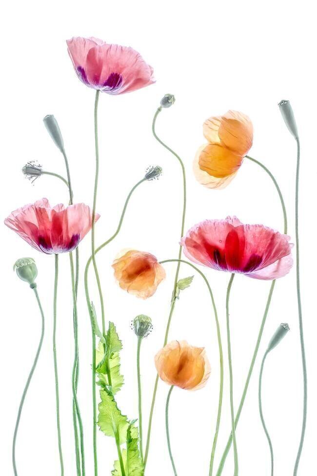 Poppies Mandy Disher