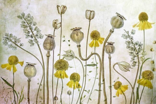 Poppies and Helenium Mandy Disher