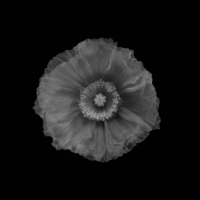 Poppy Lotte Gronkjar