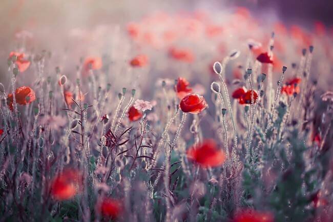 Poppy Meadow Jacky Parker