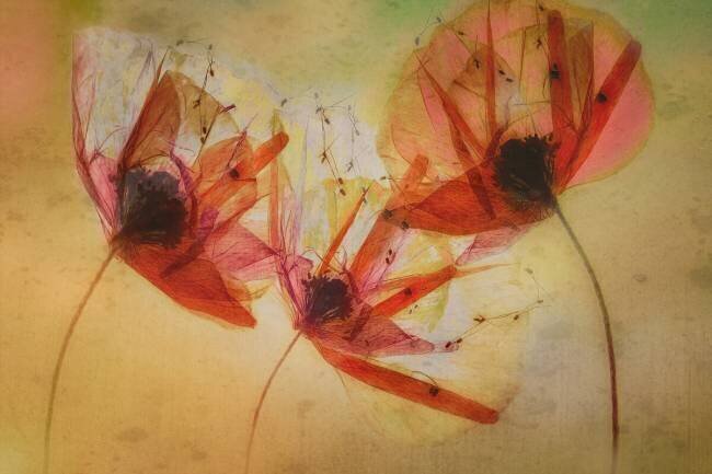 Poppy seeds Nel Talen