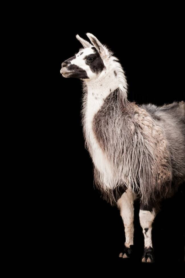 Portrait de Lama Monika Strigel