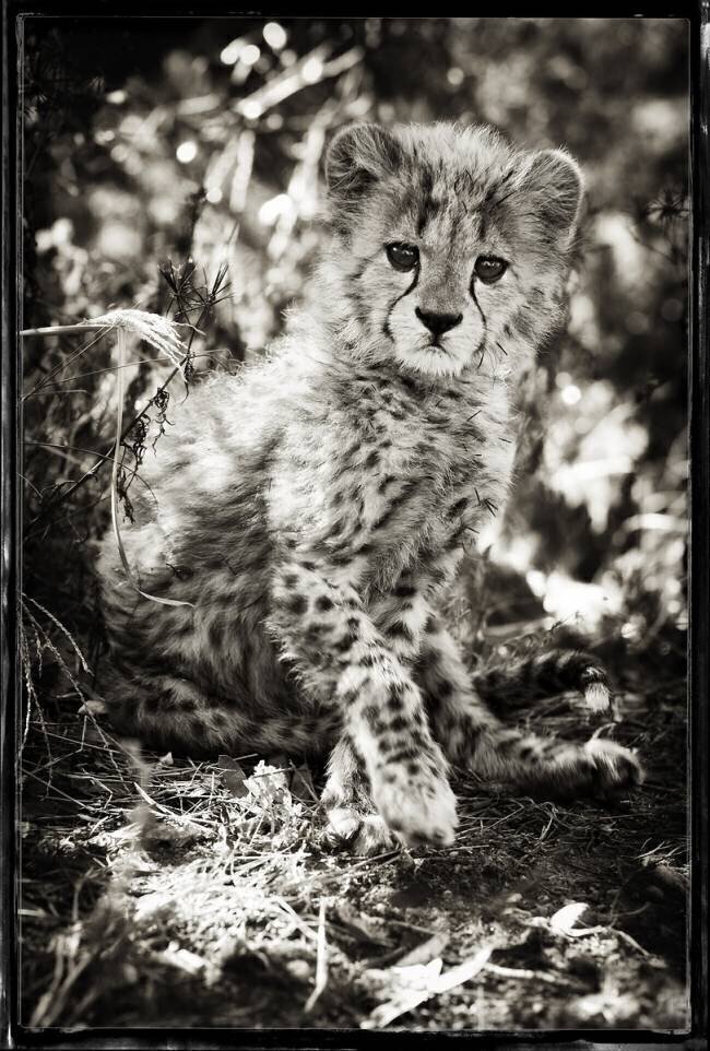 Portrait d'un Guépard de un mois en Namibie Philippe-Alexandre Chevallier