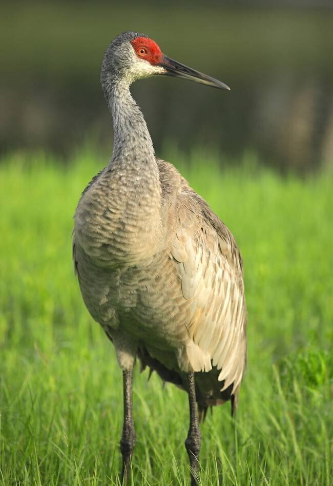 Portrait of a Sandhill Crane Robin Wechsler