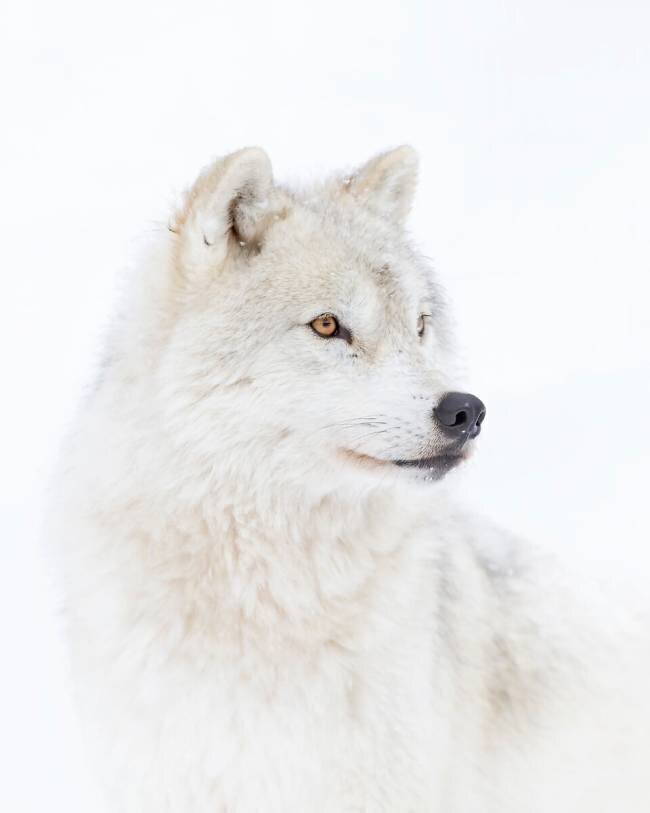 Portrait of an Arctic Wolf Jim Cumming