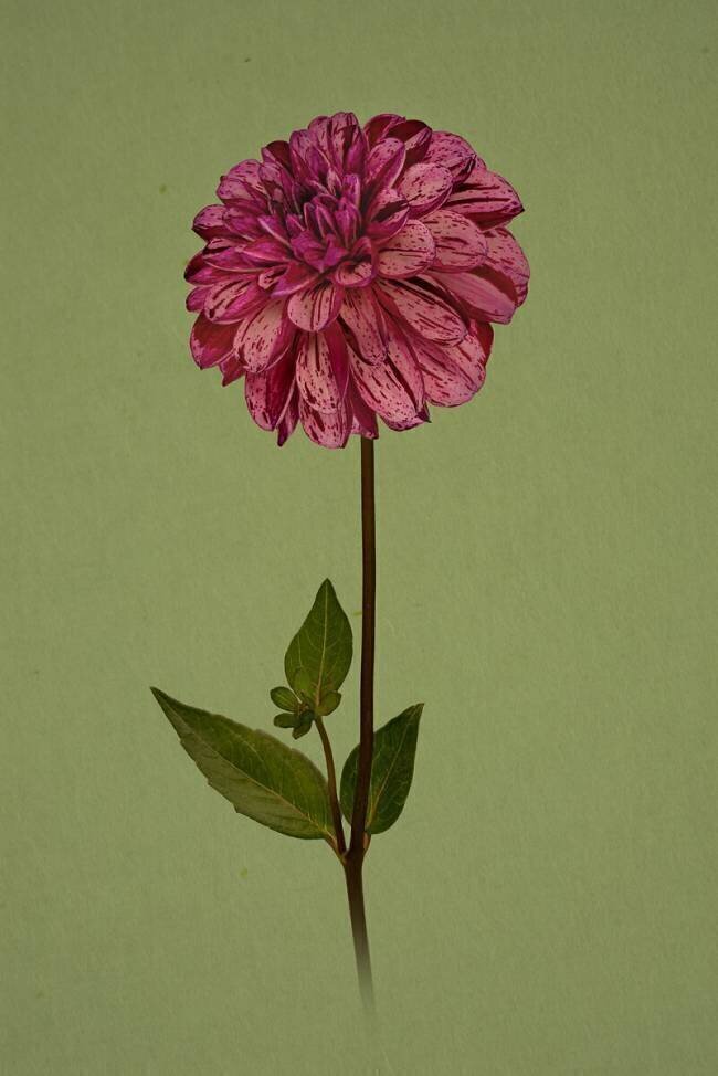 Pretty girl Richard Urbanski