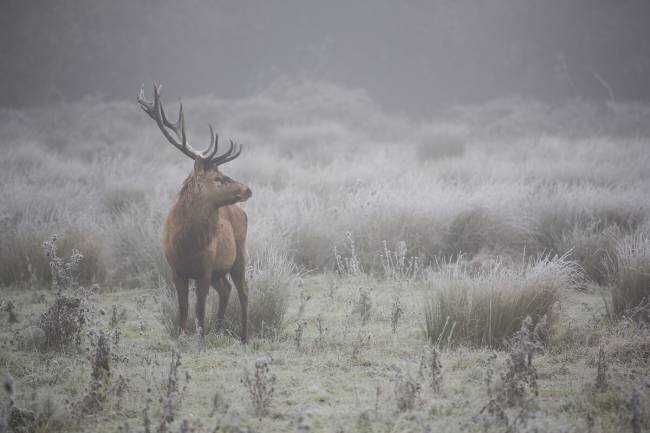 Prideful deer AiToR Badiola