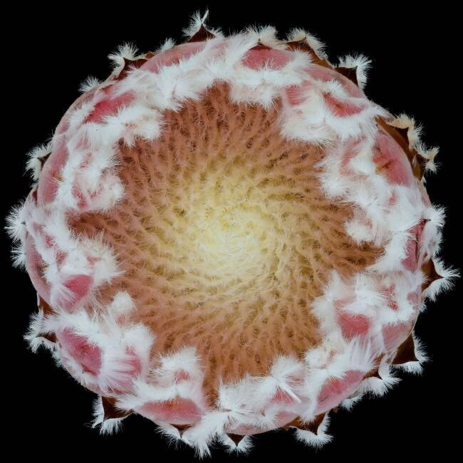 Protea Victor Mozqueda