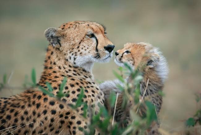Protection Jeffrey C. Sink
