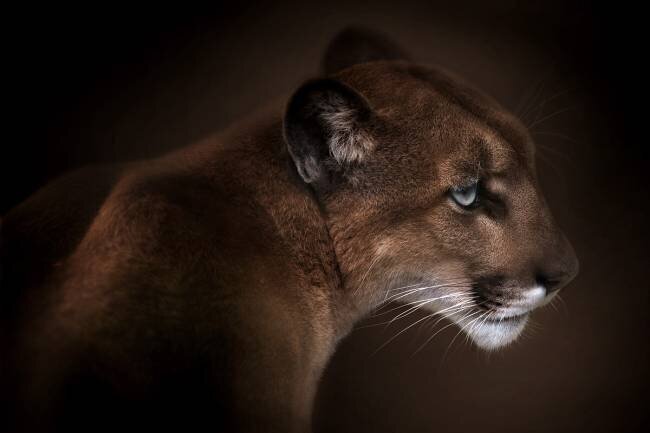 Puma Doris Reindl