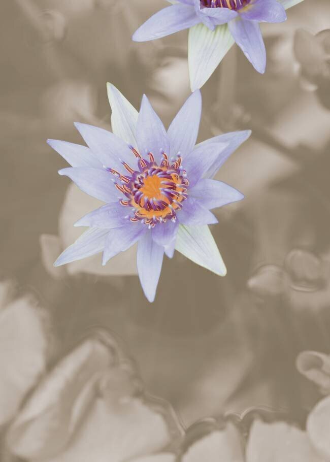 Purple Flower 1x Studio III