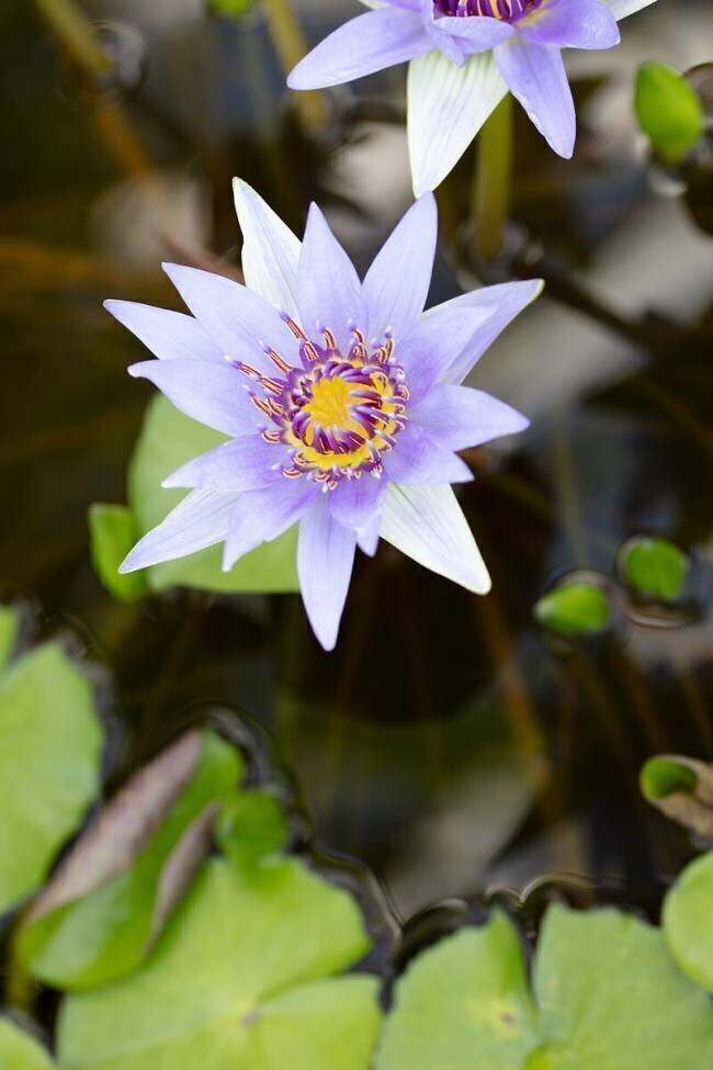 Purple Flower 2 1x Studio III