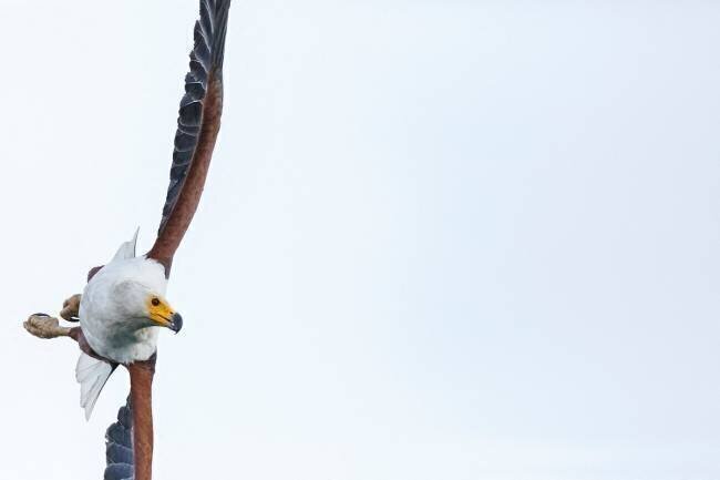 Pygargue vocifère (Haliaeetus vocifer) en vol, lac Malawi, Malawi Ashley Morgan