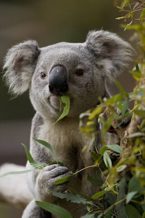Queensland Koala anonyme