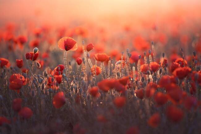 Red Sebastien Blomme