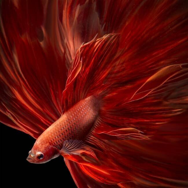 Red Fire Bettafish Antonyus Bunjamin (Abe)