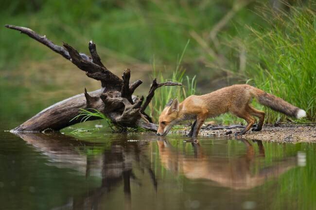 Red Fox Milan Zygmunt