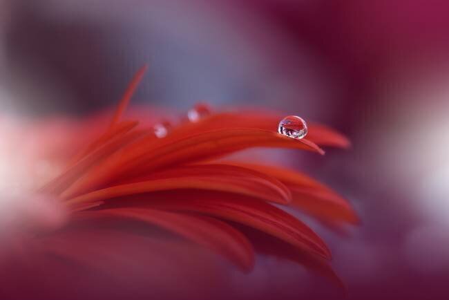 Red Passion... Juliana Nan