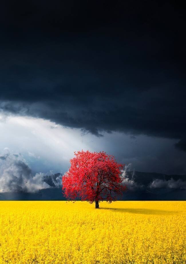 Red tree Bess Hamiti