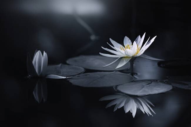 Reflection Takashi Suzuki