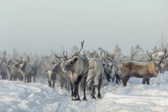 Reindeers Patrik Minar