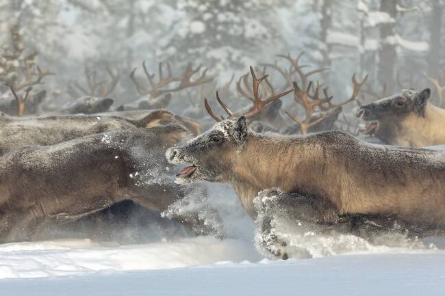 Reindeers III Patrik Minar
