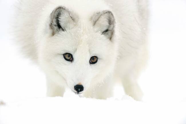 Renard polaire flairant dans la neige en hiver Pierre Vernay