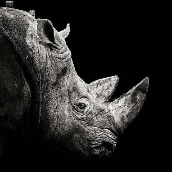 Rhino Christian Meermann