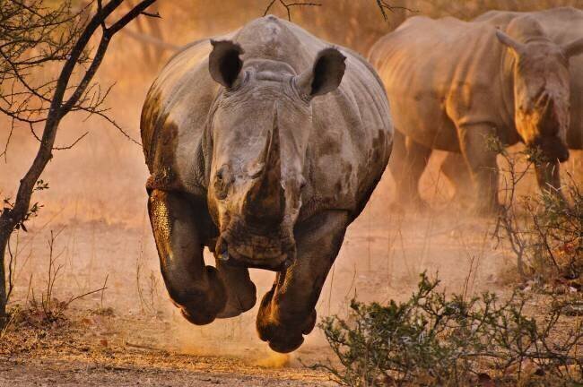 Rhino learning to fly Justus Vermaak