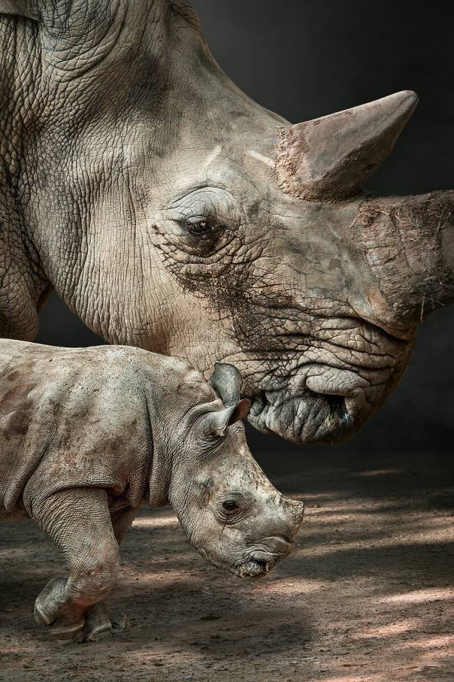 RhinoMom Marcel Egger