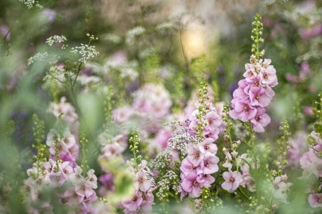 Romance Jacky Parker