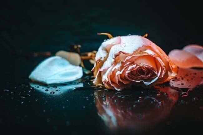 Rose triste Yahia Alsharif