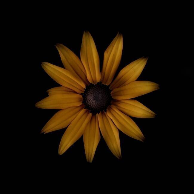 Rudbeckia Lotte Gronkjar