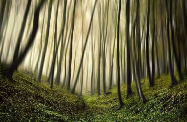 Run forest, run Samanta Krivec