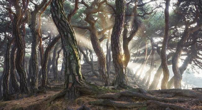 Sacred Pine Trees Jaeyoun Ryu