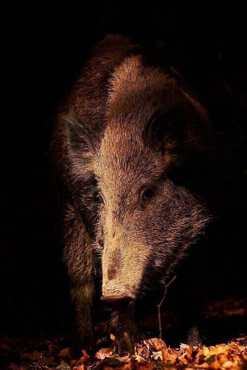 Sanglier d'Eurasie en clair obscur Philippe Moës