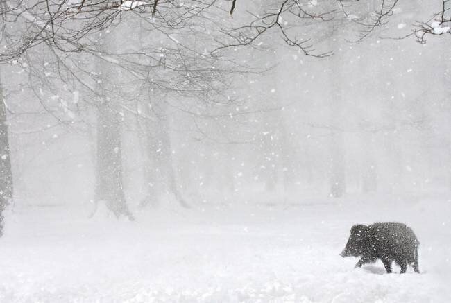 Sanglier d'Eurasie sous la neige en forêt, Ardenne Philippe Moës