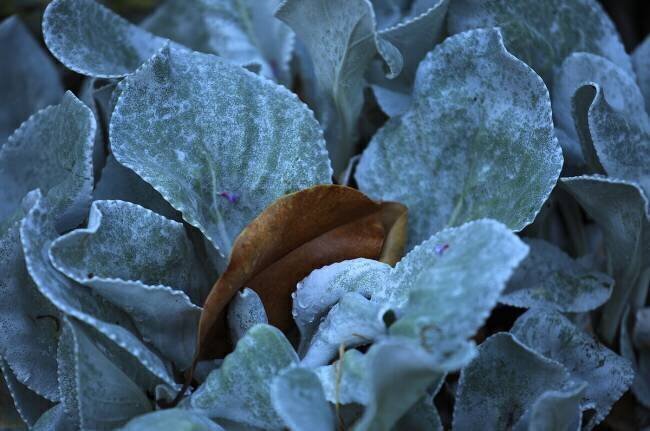 Seasons Robin Wechsler