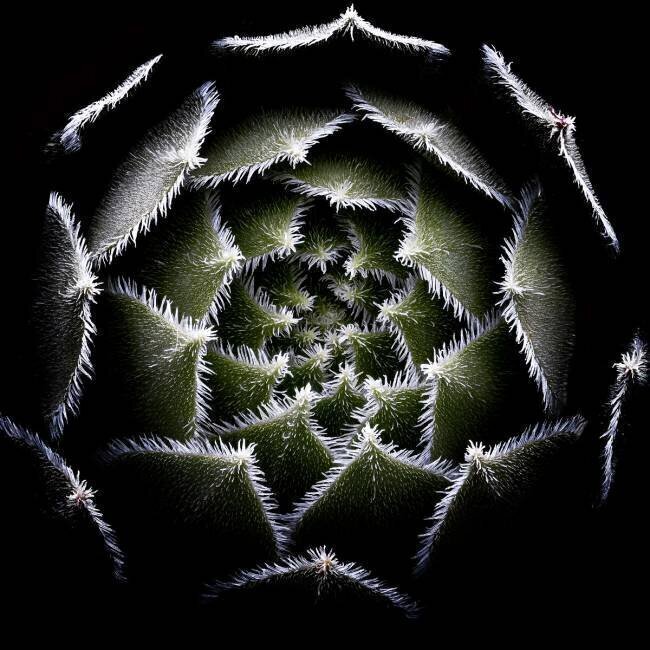 Sempervivum Rosette Victor Mozqueda