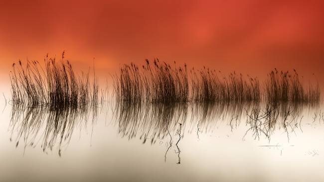 Serenity Rui David