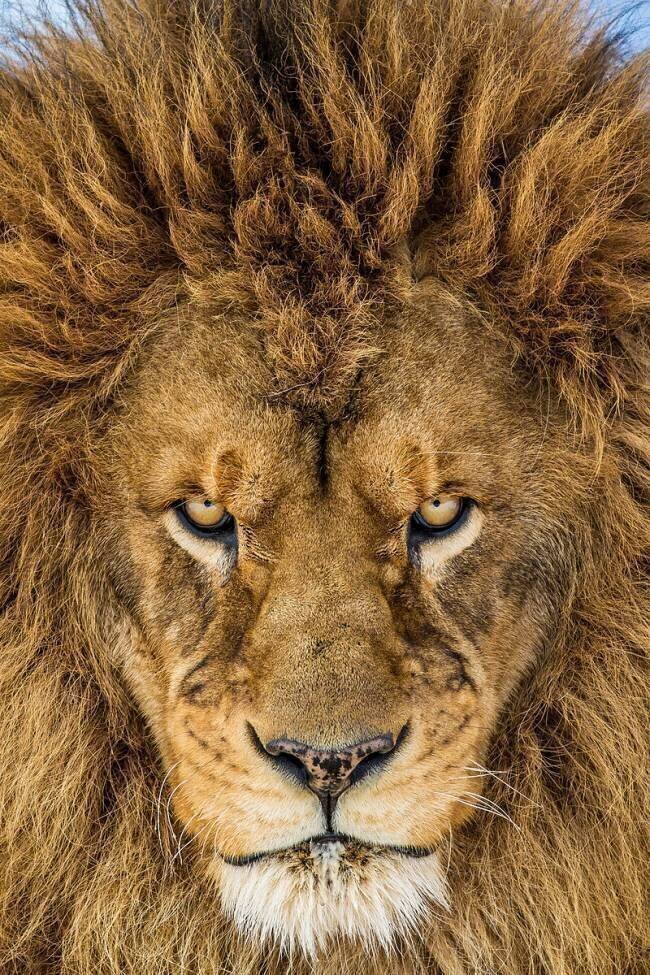 Serious Lion Mike Centioli 