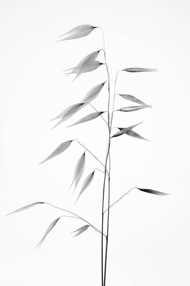 Sharpness of the nature Thierry beauty of a weed