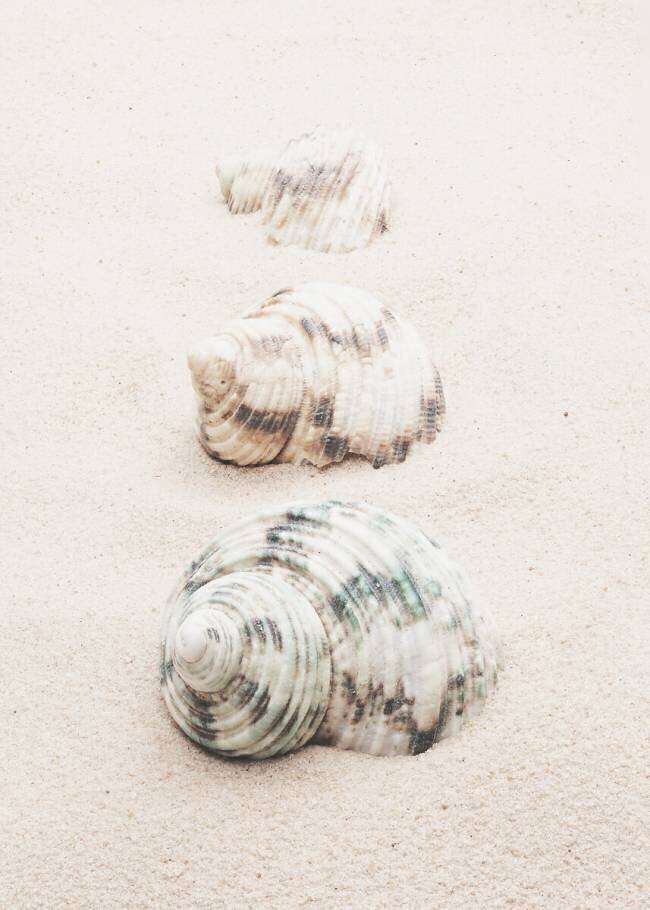 Shells 1x Studio III
